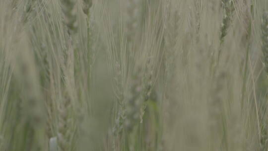 一株成熟的小麦麦穗从下到上摇镜头LOG