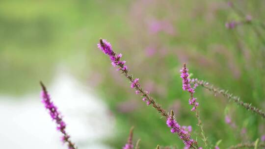 4K花草植物素材——千屈菜