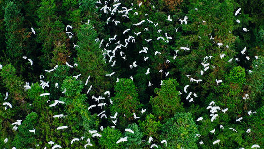 鸟瞰森林中白鹭栖息地的白鹭飞翔视频素材模板下载