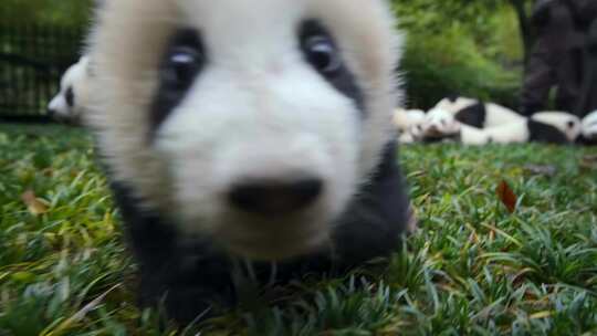 大熊猫四川成都国宝野生动物小熊猫旅游视频素材模板下载