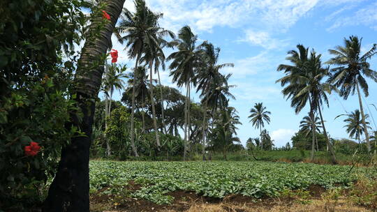热带种植园的作物和棕榈