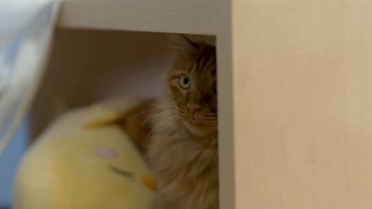 喵星人撸猫爱猫人士猫咪可爱猫咪