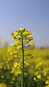 慢镜-春天油菜花盛开蜜蜂采蜜特写竖屏