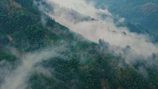 黄山毛峰茶园茶山绿茶