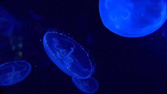蓝色水母漂浮在海洋中视频素材模板下载