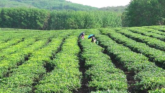 白沙茶园航拍