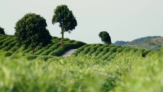 4k实拍茶园茶山素材