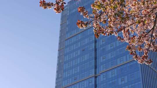 春天有樱花的商务写字楼玻璃幕墙