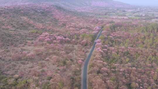 道路穿过五颜六色的开花和盛开的森林