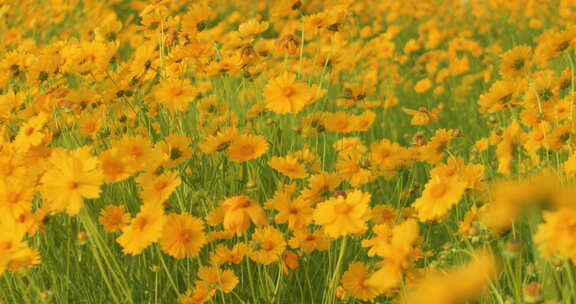 夏日阳光穿透花草手拂花朵