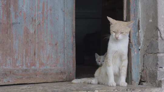 一只小猫在吃猫妈妈的奶视频素材模板下载
