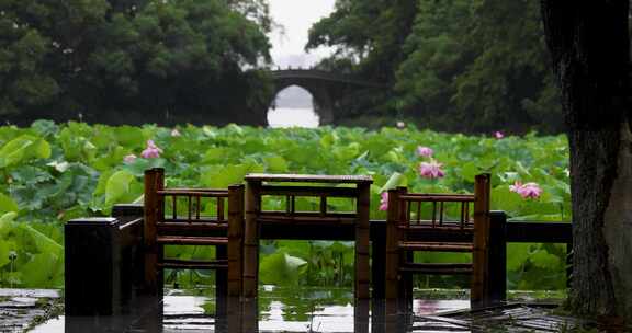 杭州西湖雨景雨中的曲院风荷合集