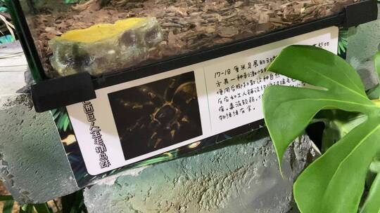 济南科技馆热带雨林动物、植物展览