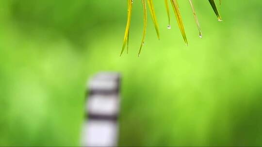 雨中的棕榈叶