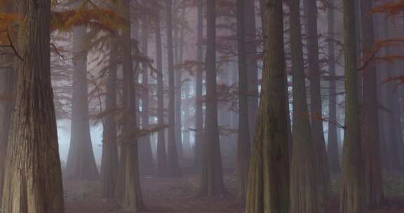 秋天水杉树林晨雾朦胧唯美