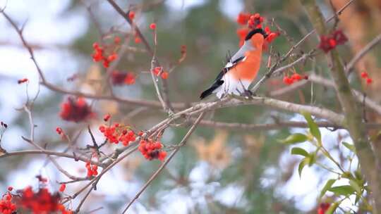 红白色的鸟儿在红果子树上鸣叫张望