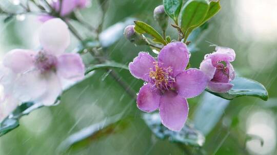 雨中的桃金娘，雨中的植物升格画面
