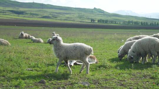 草地上吃草的羊群