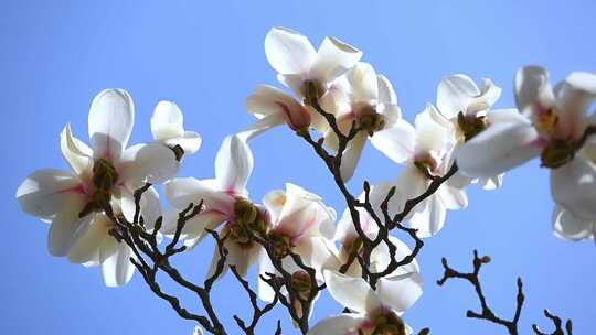 春天蓝天背景下盛开的白色玉兰花