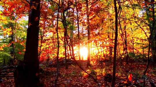 森林 秋天 树叶 树木 阳光