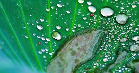 雨后荷叶上的露水珠