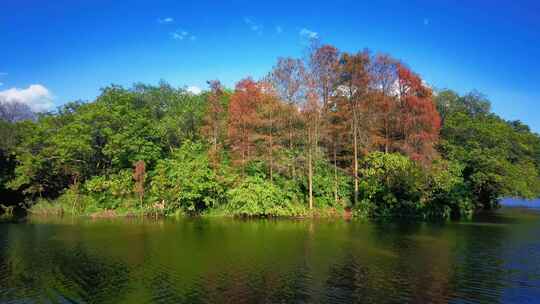 秋季湖面树林