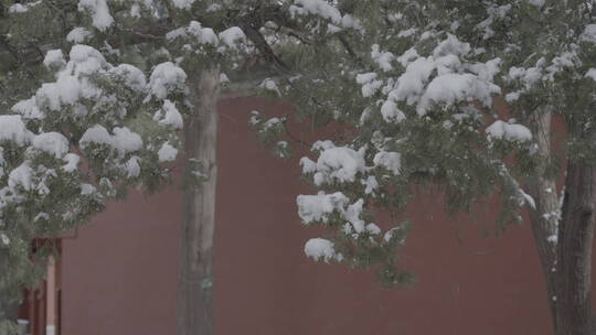 北京雪景 北京下雪