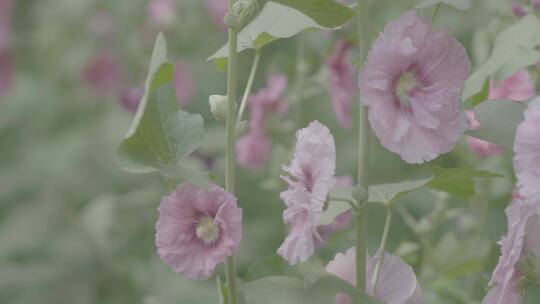 蜀葵迎风抖动LOG