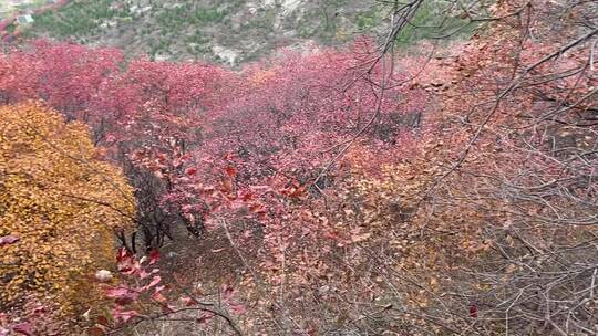 济南南部山区天井峪村红叶满山