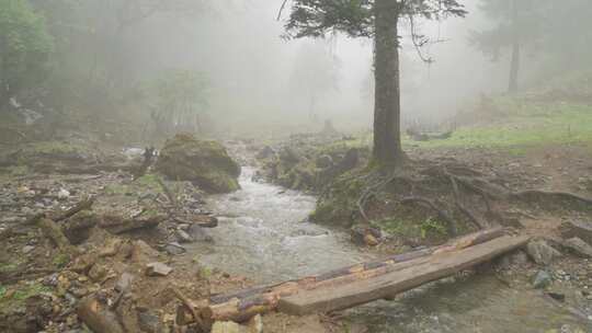 山茶树山茶果视频宣传片素材