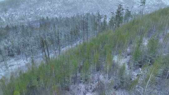 大兴安岭春季降雪山林雾凇