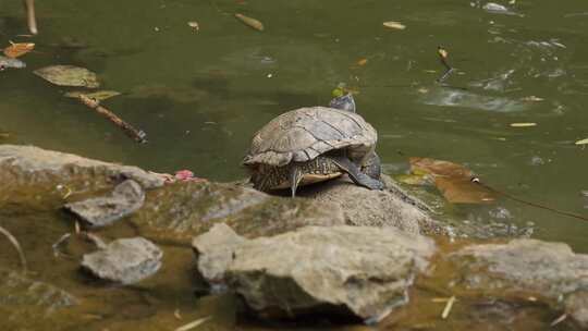 野生动物园池塘风景和一只乌龟