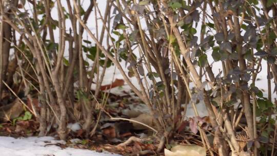 【镜头合集】寒冷冬季灌木丛里的麻雀鸟类