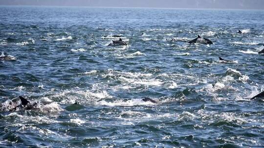 海豚在海洋里跳跃游泳视频素材模板下载