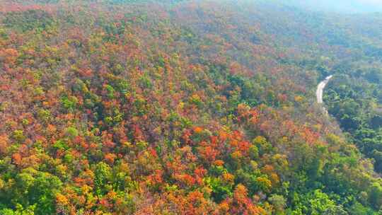 鸟瞰泰国充满活力的彩色落叶林。4K。