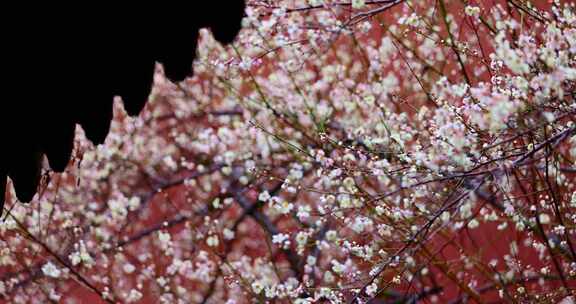 钱王祠红墙白梅雨水从屋檐滴落唯美慢镜头