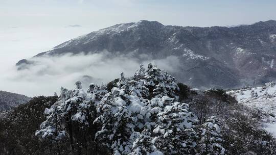 航拍湖北神农架冬季冬天阳光冰雪雪松雪景