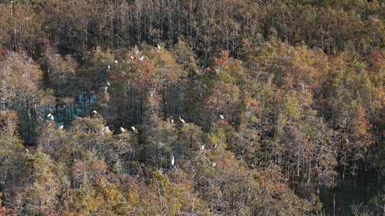 佛山市顺德伦教大涌水杉湿地候鸟白鹭群