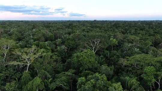 秘鲁无人机鸟瞰图在亚马逊雨林中上升，显示视频素材模板下载