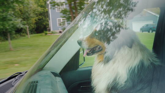 坐在车窗里向外望的狗狗