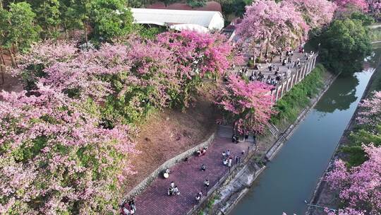 中国广东省广州市从化区华软异木棉