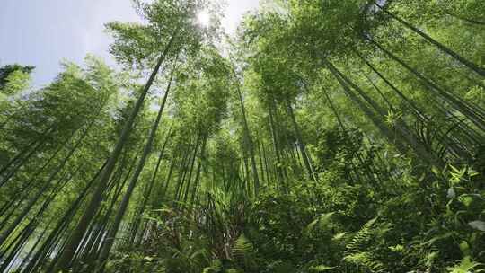 浙江安吉余村绿水青山金山银山竹林