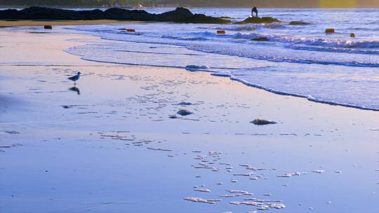 清晨阳光照在海浪海滩上与海鸟觅食慢镜头