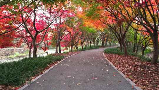 上海金山花开海上  红枫叶 红枫大道