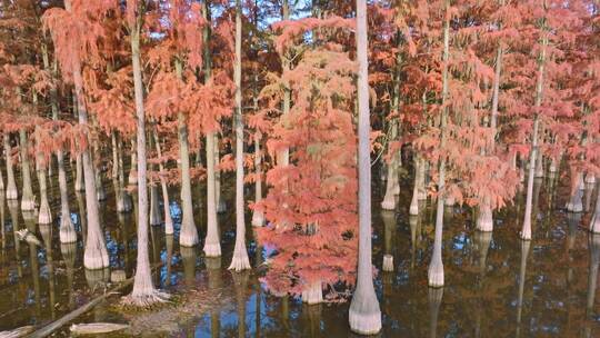 秋天武汉涨渡湖红叶水上森林杉树