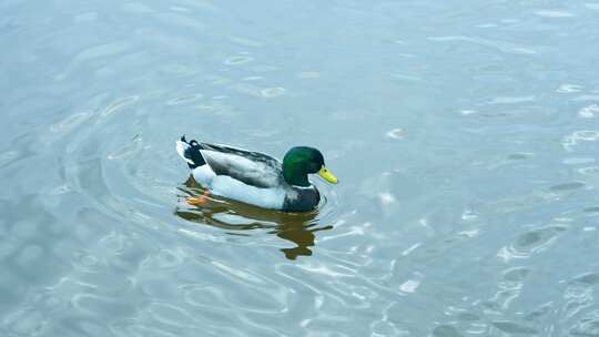 绿头鸭水面游动的绿头鸭