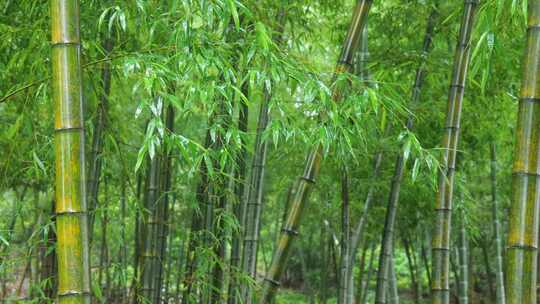 下雨天竹林景观特写，竹节挺拔竹叶繁茂