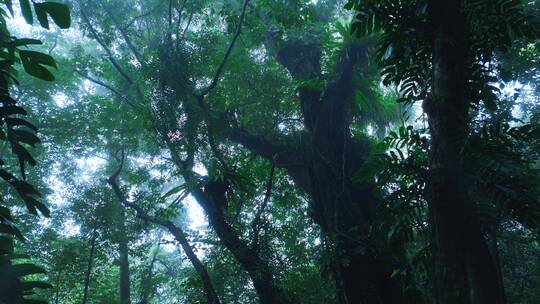 大自然下雨的森林