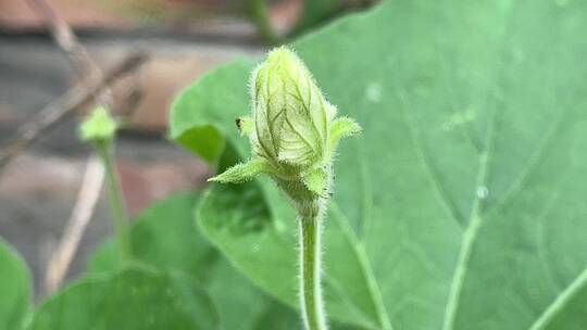 葫芦花花蕾视频素材模板下载