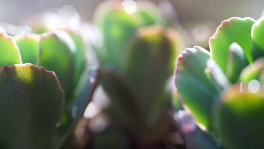 春天景天多肉植物发芽清晨露珠阳光